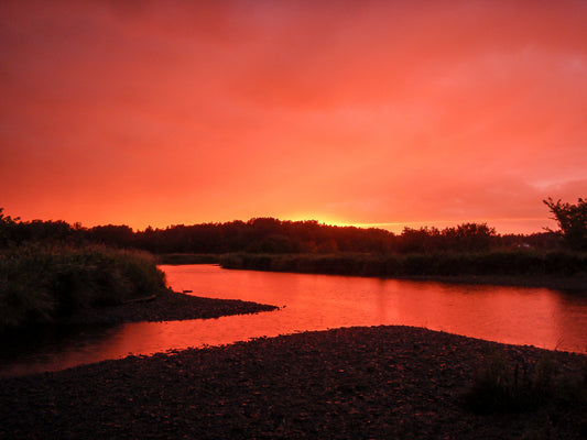 Cover image for Pulp Industry puts Trout in Danger on Canadas East Coast