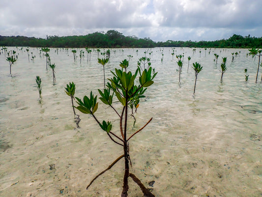 Cover image for Roots of Renewal: Restoring Mangroves in The Bahamas