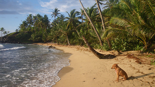 Cover image for The Allure of Latin America