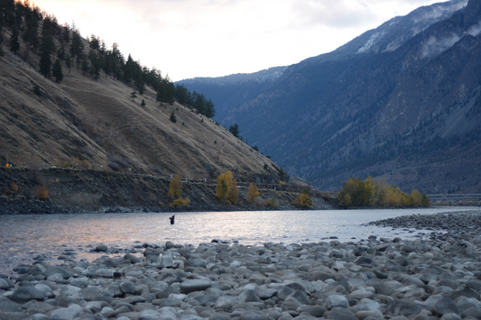 Cover image for Thompson River Steelhead | Save WILD