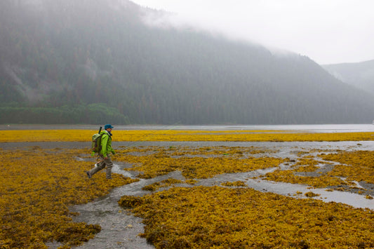 Cover image for Keep The Tongass Roadless