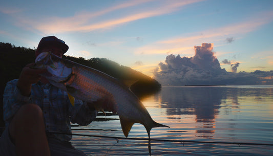 Cover image for From the Field - First Light Islamorada