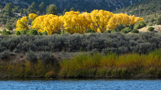 Cover image for Fishpond Angles to Save the Colorado River