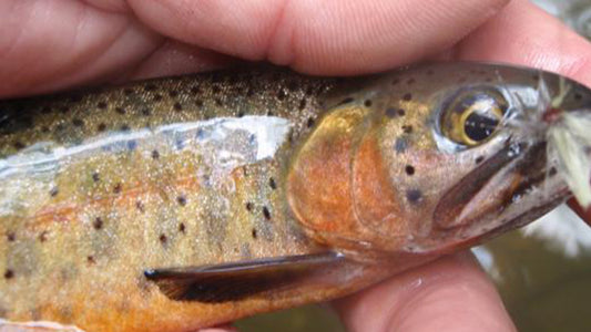 Cover image for Fly fishing industry leaders back Waters of the U.S.