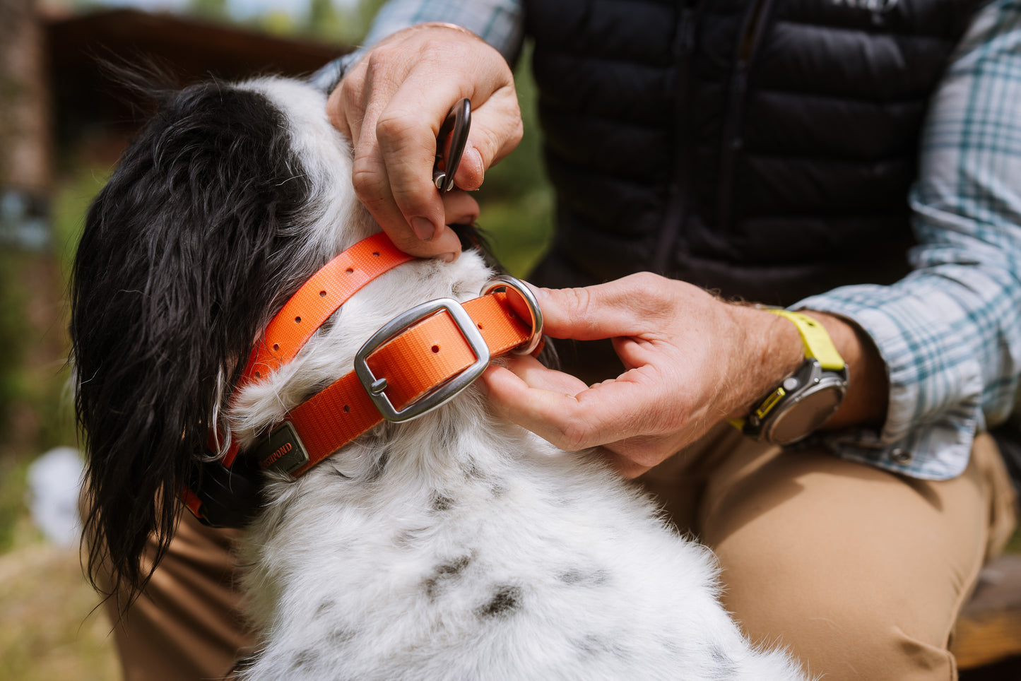 ember collar on dog