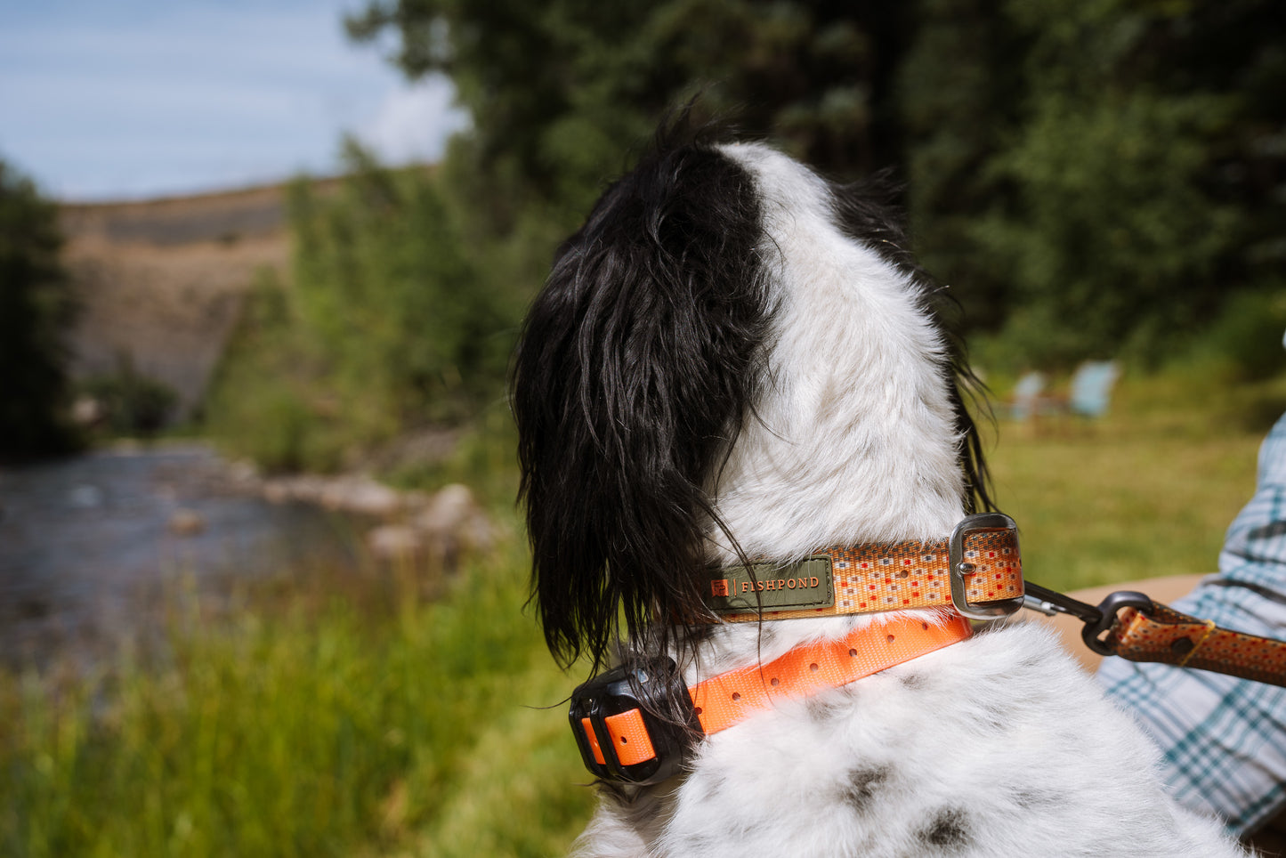 Truch collar on dog